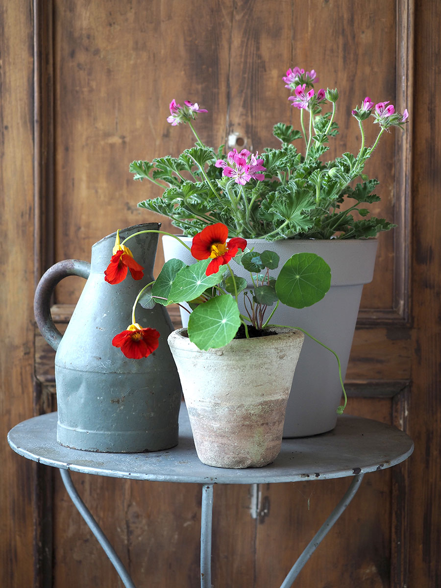 Erbe e fiori eduli, coltivare delizie in vaso per far felici gli