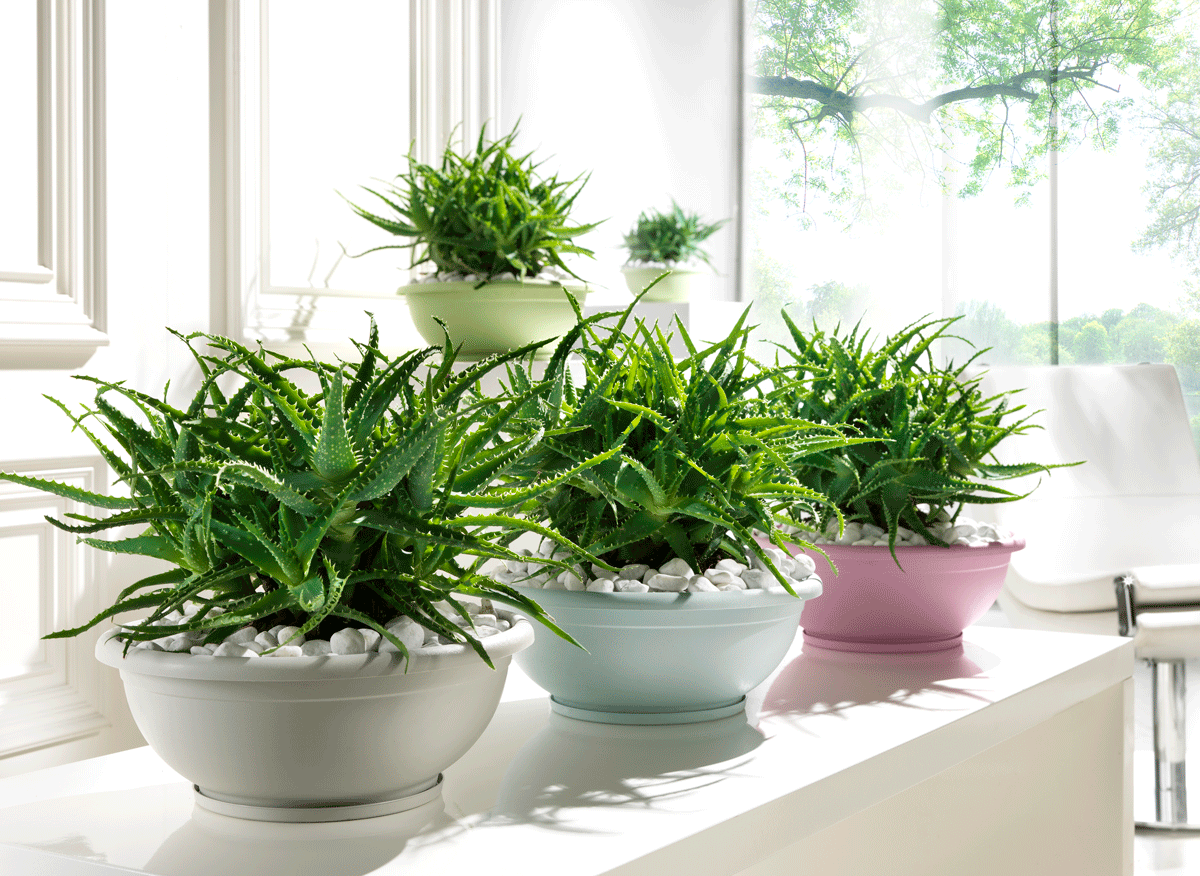 Purify Office Air With The Right Plants Il Giardino Di VECA